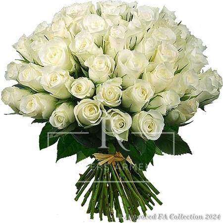 Adorable White Roses