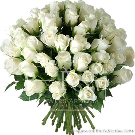 White Regal Roses