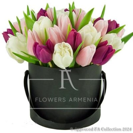 Tulip Delight
