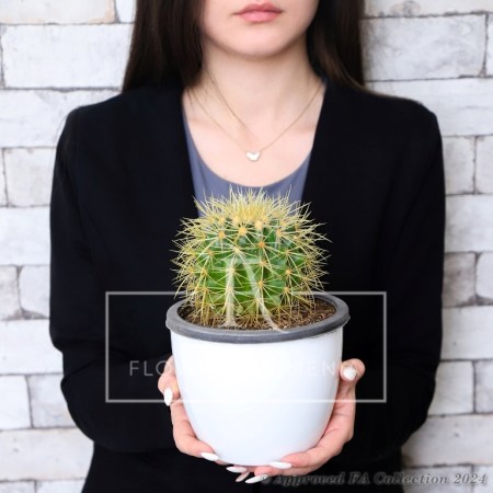 Echinocactus