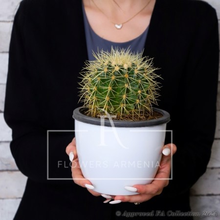 Echinocactus
