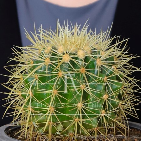 Echinocactus