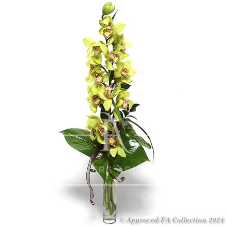 Magic of Orchids