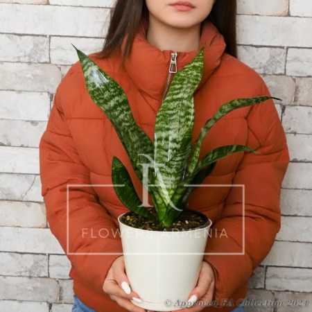 Dracaena Trifasciata