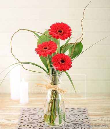Gerberas in a vase