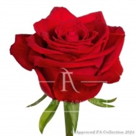 1 Dutch Red Naomi Rose