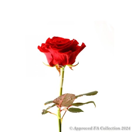 1 Bright Red Rose