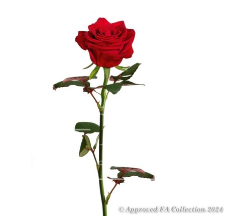 1 Red Rose