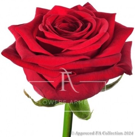 1 Local Red Rose