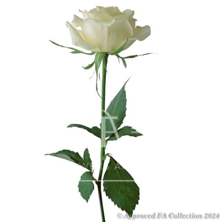 1 Bright White Rose