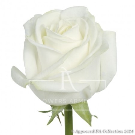 1 White Local Rose