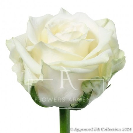 1 Dutch White Naomi rose