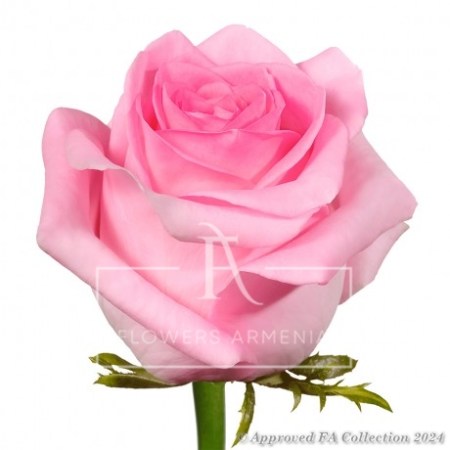 1 Pink Dutch rose
