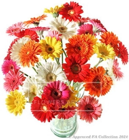 Just Colorful Gerberas