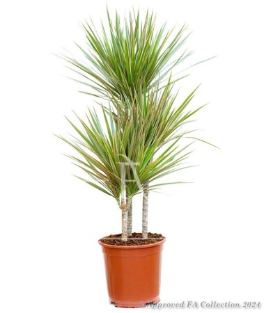 Yucca Plant