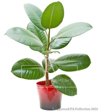 Ficus Plant