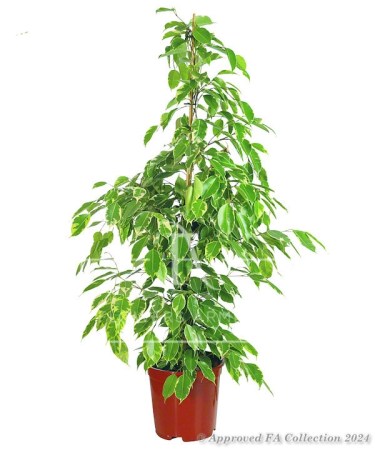 Benjamin Tree