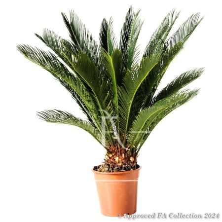 Cycas   Petal Power