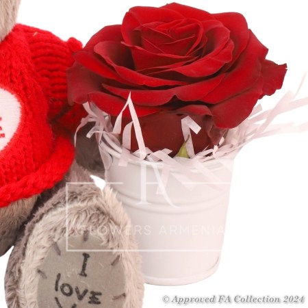 Bear With One Red Rose