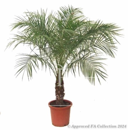 Robellini Palm