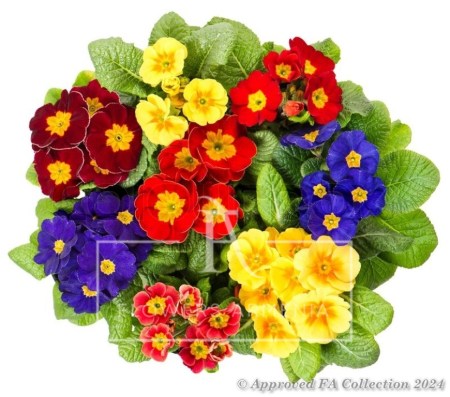 Spring Basket of Plants