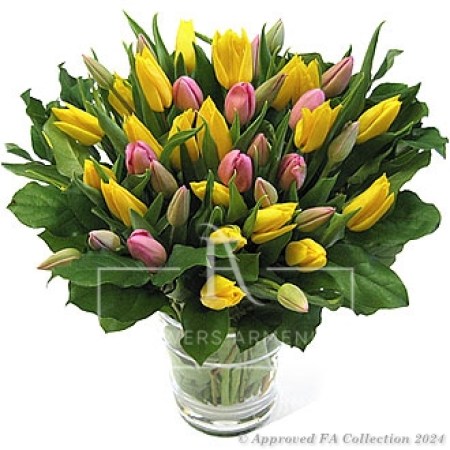 37 Colorful Spring Tulips