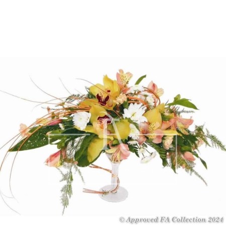 Orchids Splender