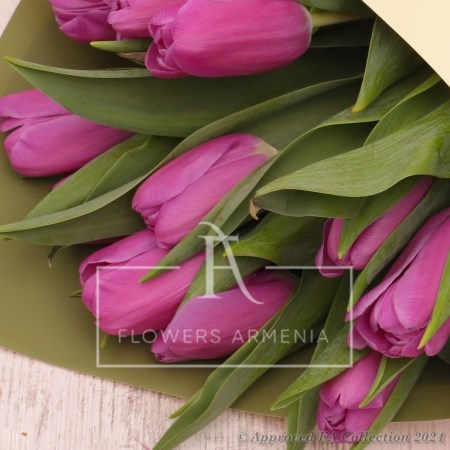Purple Tulips