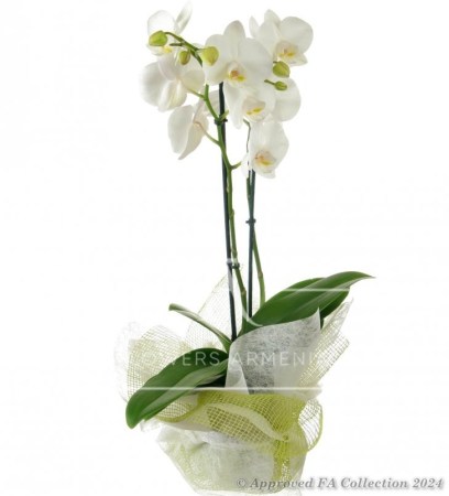 White Phalaenopsis Orchid 2 stems