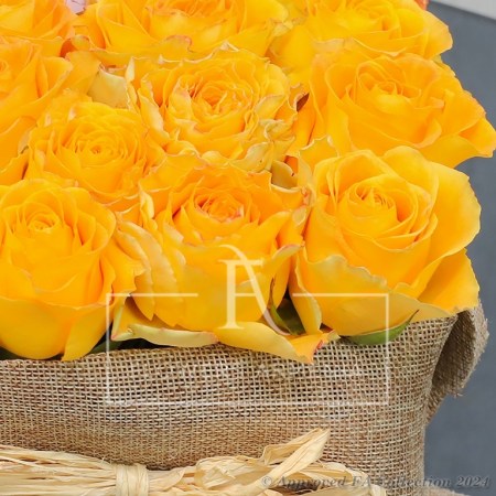 Orange Roses