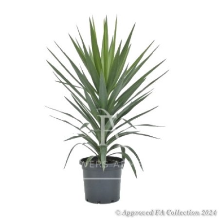 Yucca Elephantipes Giant